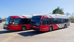 CNG buses